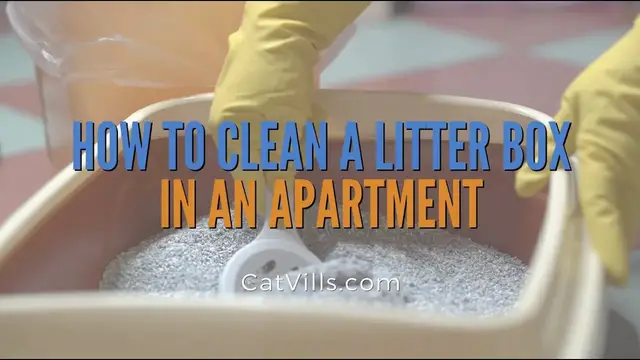 Video thumbnail for HOW TO CLEAN A LITTER BOX IN AN APARTMENT
