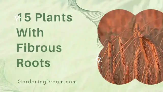 Video thumbnail for 15 Plants With Fibrous Roots