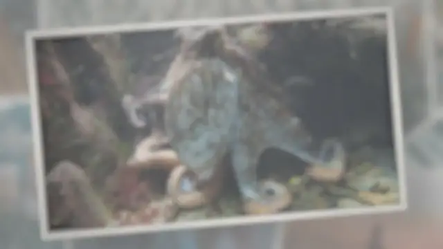 Video thumbnail for How Many Hearts Does an Octopus Have?