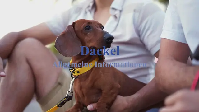 'Video thumbnail for Dackel Allgemeine Informationen'