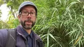 Video thumbnail for Discovering bamboo at the Valencia Botanical Gardens