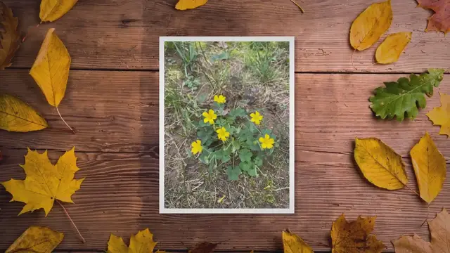 'Video thumbnail for Weeds With Yellow Flowers (Common Lawn Weed Guide)'