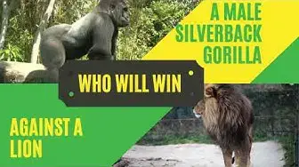 Video thumbnail for Lion vs Gorilla Fight Who Would Win - Complete 1 to 1 Comparison