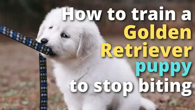 Video thumbnail for How to Train a Golden Retriever Puppy to Stop Biting