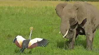 Video thumbnail for Brave Bird Chases Elephants from Nest