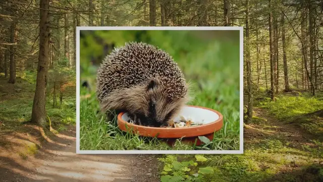 'Video thumbnail for Frisst ein Igel Vogelfutter?'