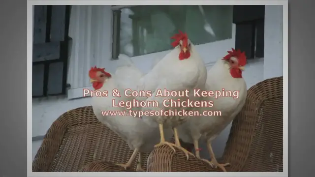 Video thumbnail for Pros & Cons About Keeping Leghorn Chickens!