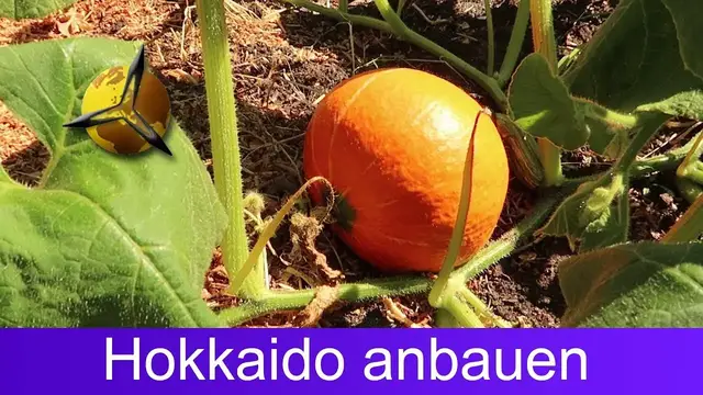 Video thumbnail for Kürbis pflanzen: Hokkaido selber anbauen & ernten