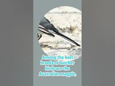 'Video thumbnail for What Do Butcher Birds Look Like? 3 Best Breeder Butcher Birds'
