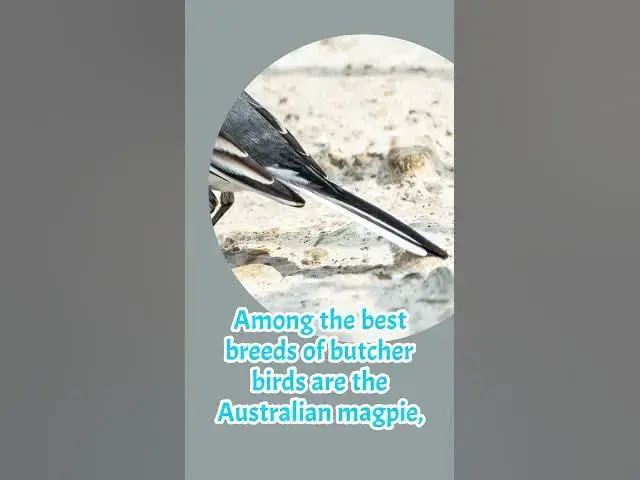 'Video thumbnail for What Do Butcher Birds Look Like? 3 Best Breeder Butcher Birds'