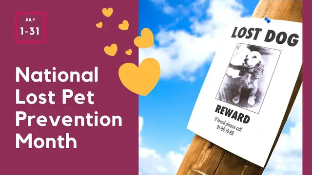 'Video thumbnail for National Lost Pet Prevention Month - Top Tips to Prevent Your Pets from Getting Lost'