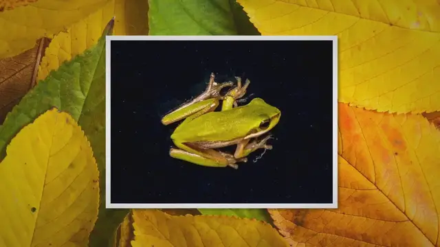'Video thumbnail for Is Super ICK Cure Safe for African Dwarf Frogs? – Reptiles & Amphibians'