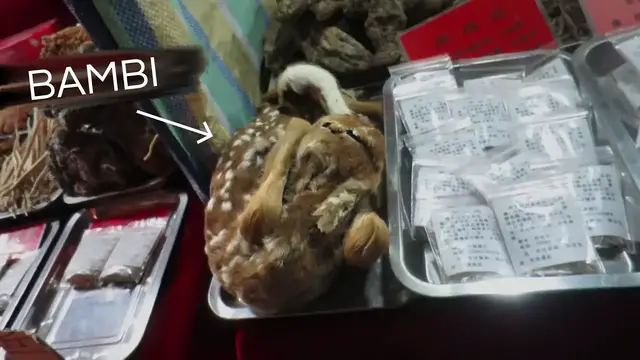 Video thumbnail for INSIDE a CHINESE WET MARKET (Tiger Claw, Pangolin & More)