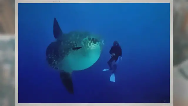 'Video thumbnail for Poisson lune'