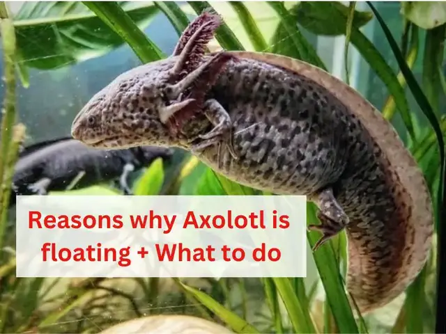 Video thumbnail for Why is My Axolotl Floating? Reasons + What to Do