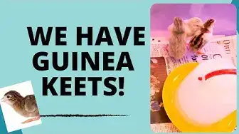 Video thumbnail for We Have Guinea Keets Day 2361 Experimental Homesteader