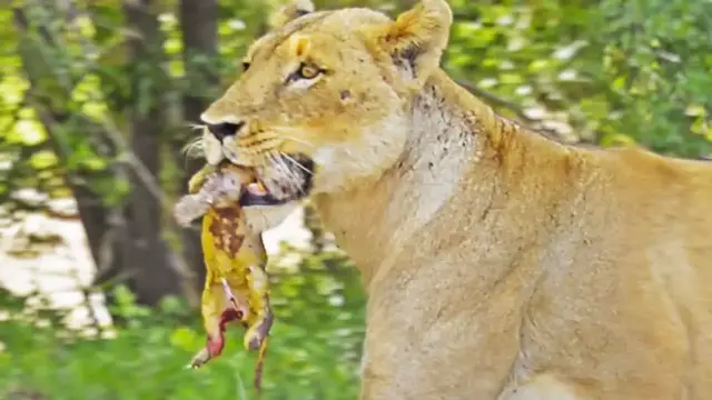 Video thumbnail for Rare Lion Birth Caught on Camera