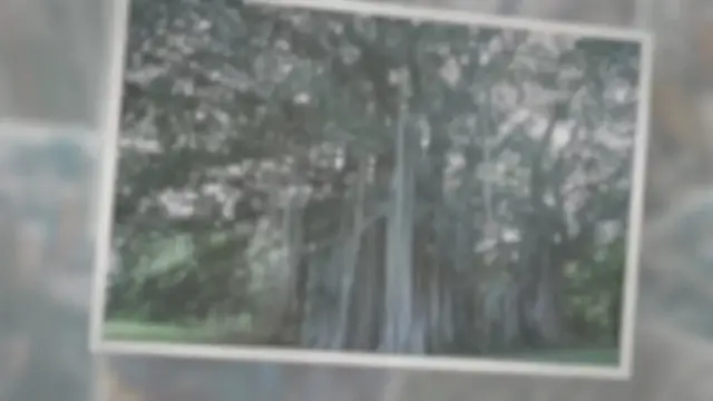 'Video thumbnail for Calvaria Tree'