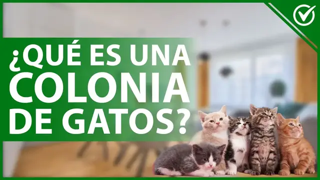 Video thumbnail for 🐈 ¿Qué es y cómo funciona una COLONIA de GATOS? - Conoce los detalles 🐈