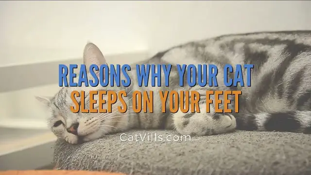 'Video thumbnail for REASONS WHY YOUR CAT SLEEPS ON YOUR FEET'