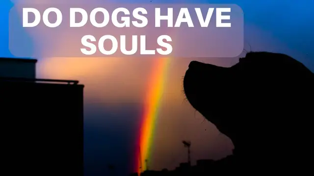 Video thumbnail for Do Dogs Have Souls? 7 Ways You Know