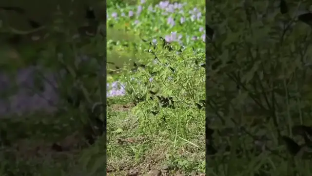 Video thumbnail for Butterflies #shorts