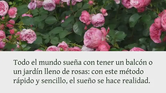 Video thumbnail for Rosas, multiplícalas con el truco del tallo: todos los floristas lo hacen y es muy fácil