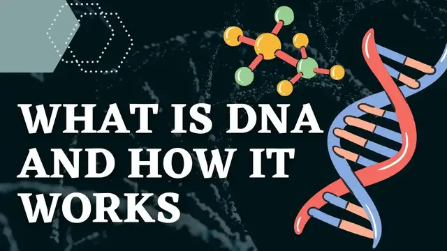 Video thumbnail for What is DNA and How Does It Works? Structure & Function