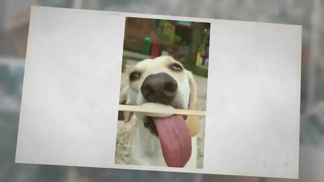 Video thumbnail for Can Dogs Eat Popsicles? You May Be Surprised What They’re Made Of!