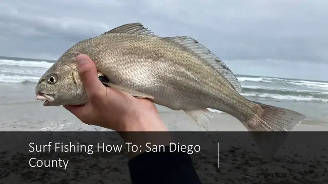 'Video thumbnail for Surf Fishing How To: Catching Fish from the beach in San Diego County'