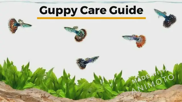 Video thumbnail for Guppy_Care_Video