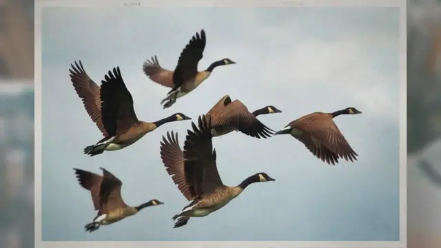 Video thumbnail for How Do Geese Lay Eggs?