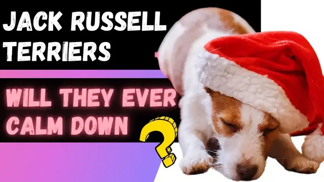 Video thumbnail for Do Jack Russell Terriers Ever Calm Down (Here's The Truth)