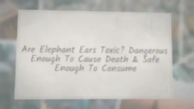 'Video thumbnail for Are Elephant Ears Toxic? Dangerous Enough To Cause Death & Safe Enough To Consume'