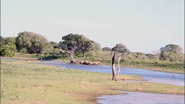 Video thumbnail for Elephants crossing the river after terrifying to a running leopard in Yala national park