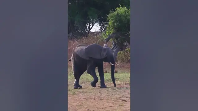 'Video thumbnail for This is how an elephant walks with 3 legs ?'