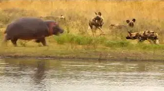 Video thumbnail for Wild Dogs vs Baby Hippo