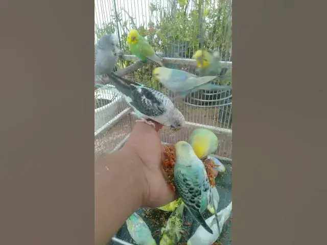 Video thumbnail for Budgie Colors So Perfect It Feels Unreal 💙✨