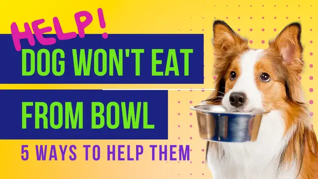 Video thumbnail for 5 common reasons why your dog may refuse to eat from their bowl