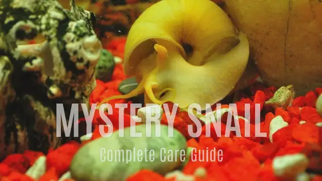 Video thumbnail for MYSTERY_SNAIL_GUIDE