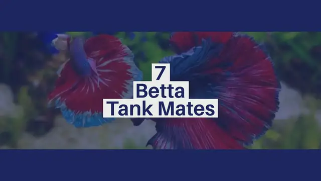 'Video thumbnail for 7 Tank Mates For Betta Fish'