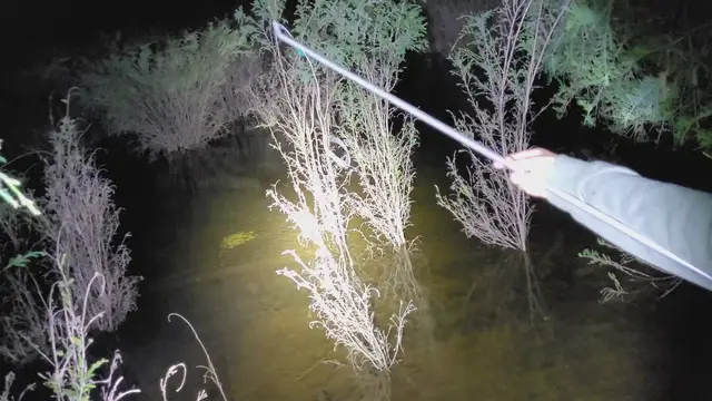 Video thumbnail for Catching a marron with snare amongst bushes