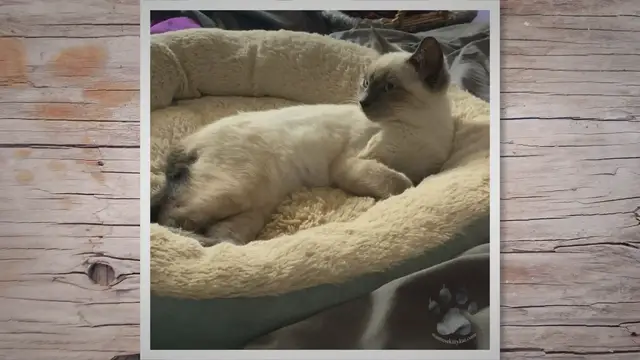 Video thumbnail for Why Do Siamese Cats Have Crooked Tails?