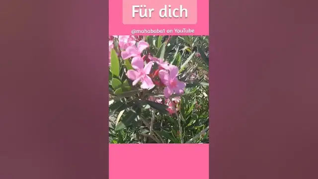 Video thumbnail for ❤️ Ich wünsche dir einen schönen Tag! #abendgruß #gutenacht #gutentag #gutenmorgengrüße #grußvideo