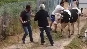 Video thumbnail for Viehmarkt San Isidro 2014 - Feria Ganadera La Palma