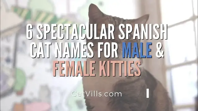 Video thumbnail for 6 SPECTACULAR SPANISH CAT NAMES FOR MALE & FEMALE KITTIES