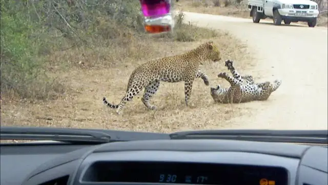 Video thumbnail for Leopard Death Battle in the Road!