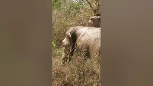 Video thumbnail for Asian Elephant #shorts