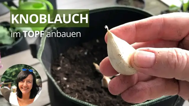 'Video thumbnail for Knoblauch im Topf pflanzen und ernten - Knoblauch im Pflanzsack anbauen'