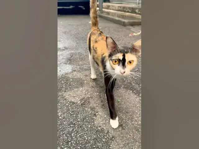 'Video thumbnail for Quiet moments with the cats in Bukit Bintang, Kuala Lumpur, Malaysia #malaysia #cats'